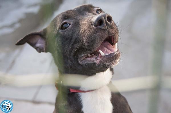 Chloe: un piccolo uragano in cerca di casa Foto 3